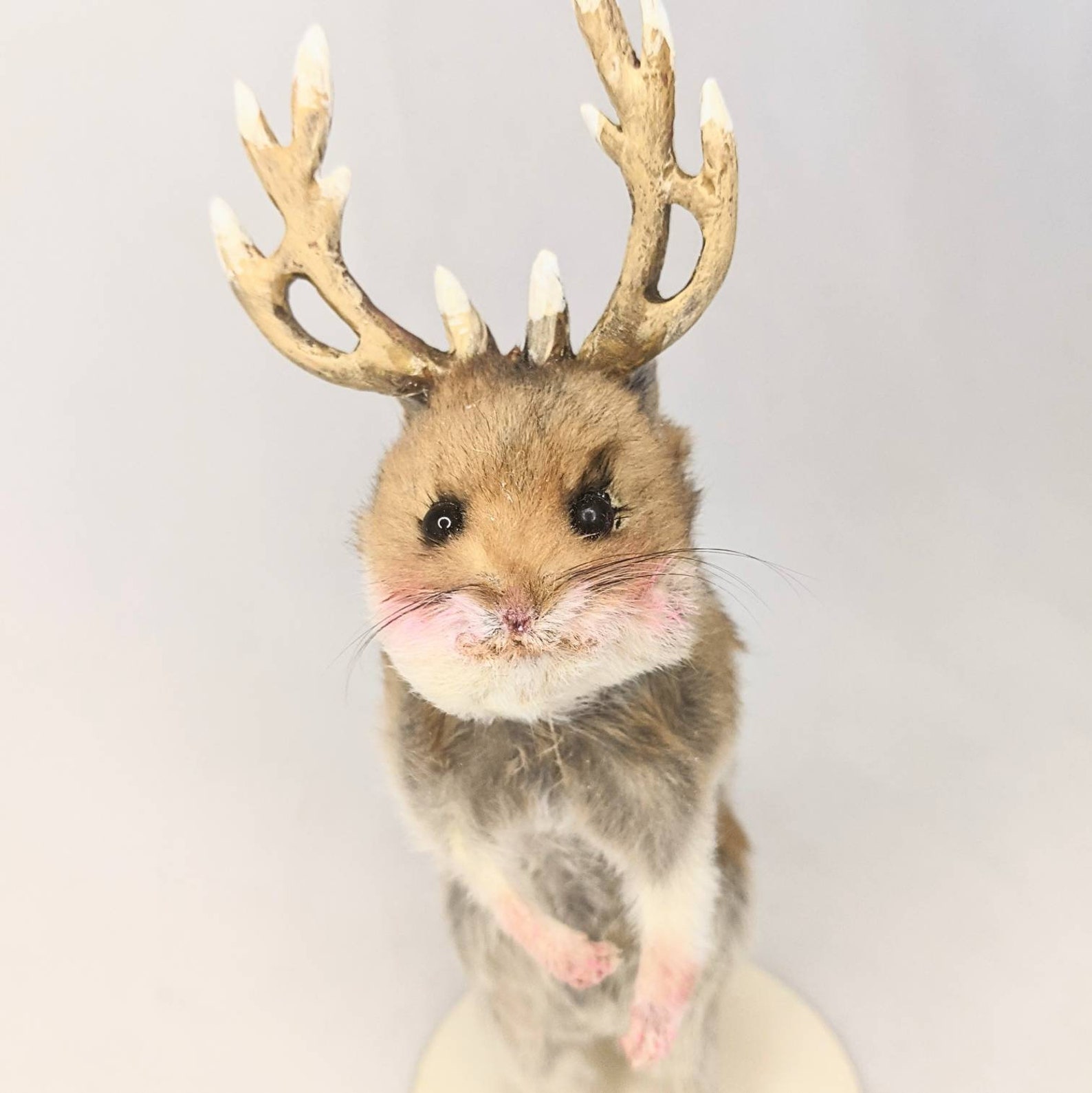Taxidermy Hamster with Antlers. Cryptozoology Creature. Etsy