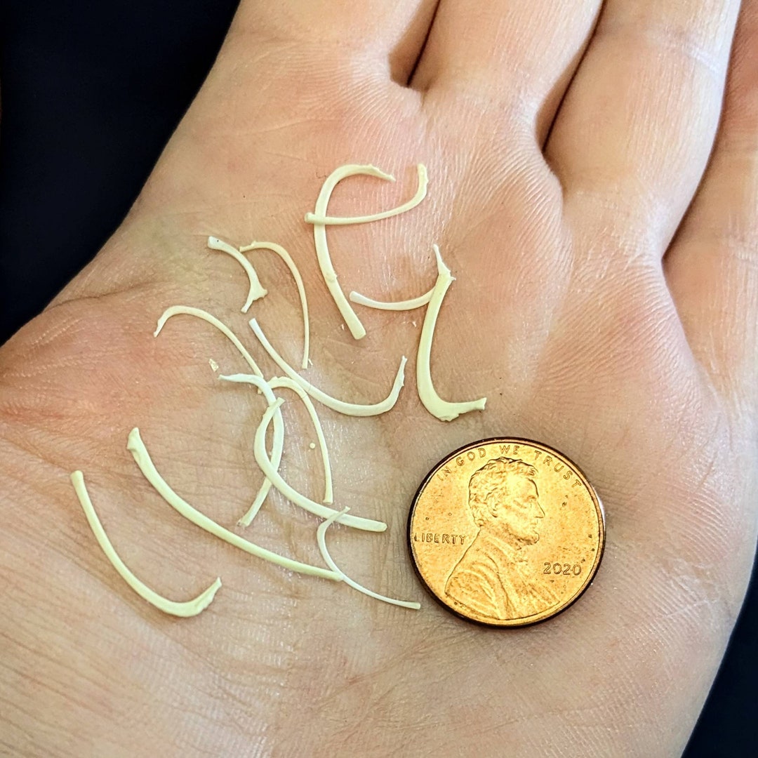 Small TINY Animal Rib Bones Tiny Rodent Bones Ribcage Ribs Rat Gerbil ...