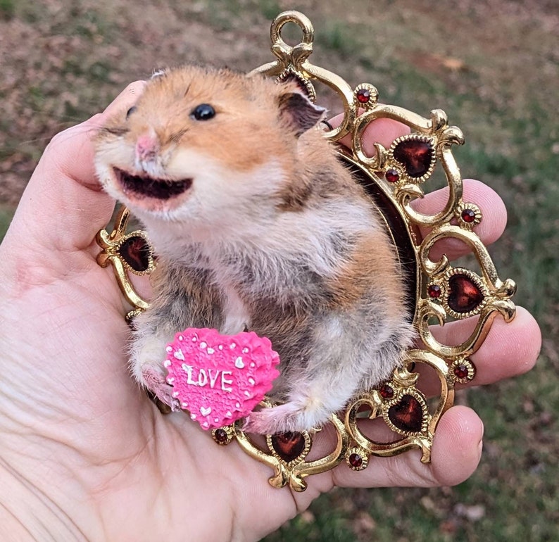 Hamster Taxidermy Small Wall Mounted Taxidermy Piece 3D Etsy