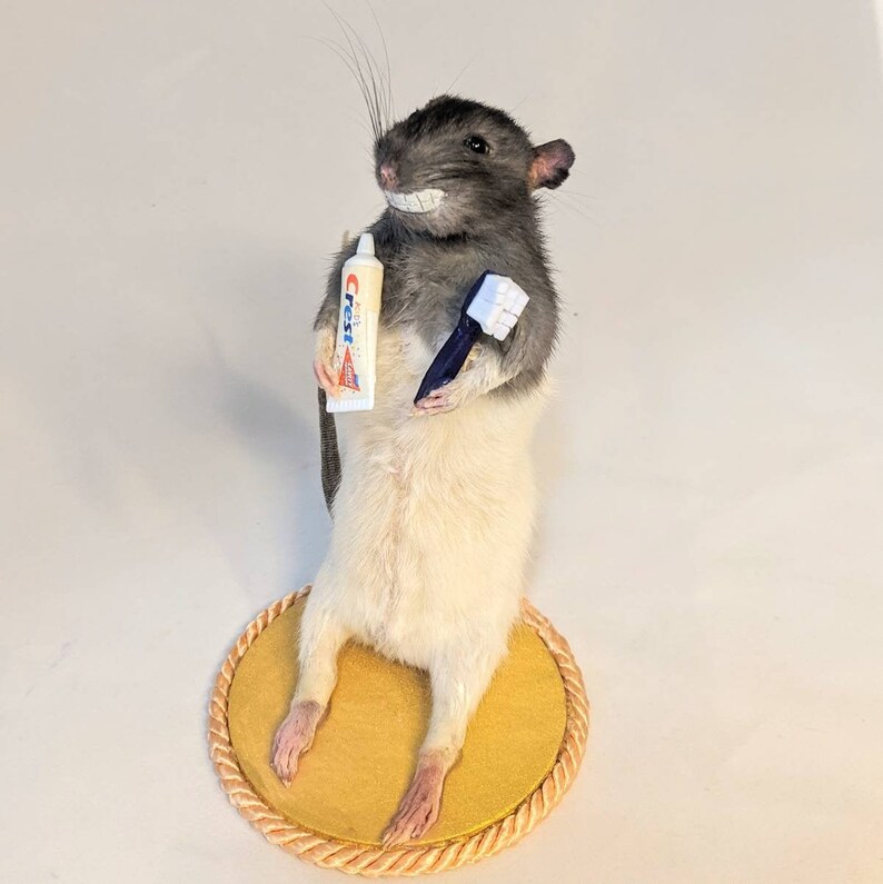 Taxidermy Rat W/ Pearly White Teeth Made to Order Rat Mount Etsy