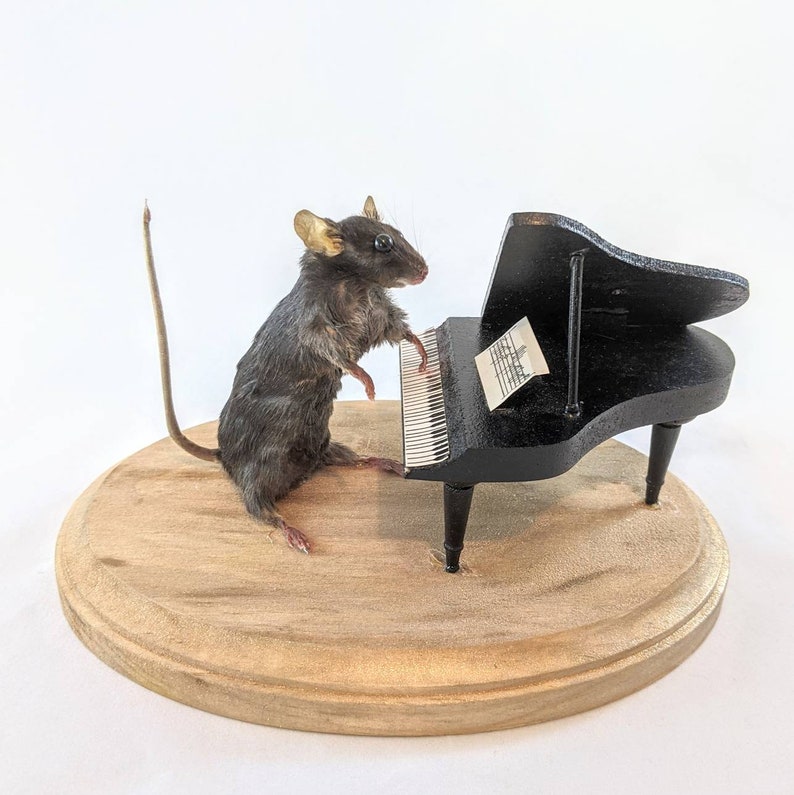 Piano Mouse. Taxidermy Mouse Playing a Grand Piano. Mouse - Etsy