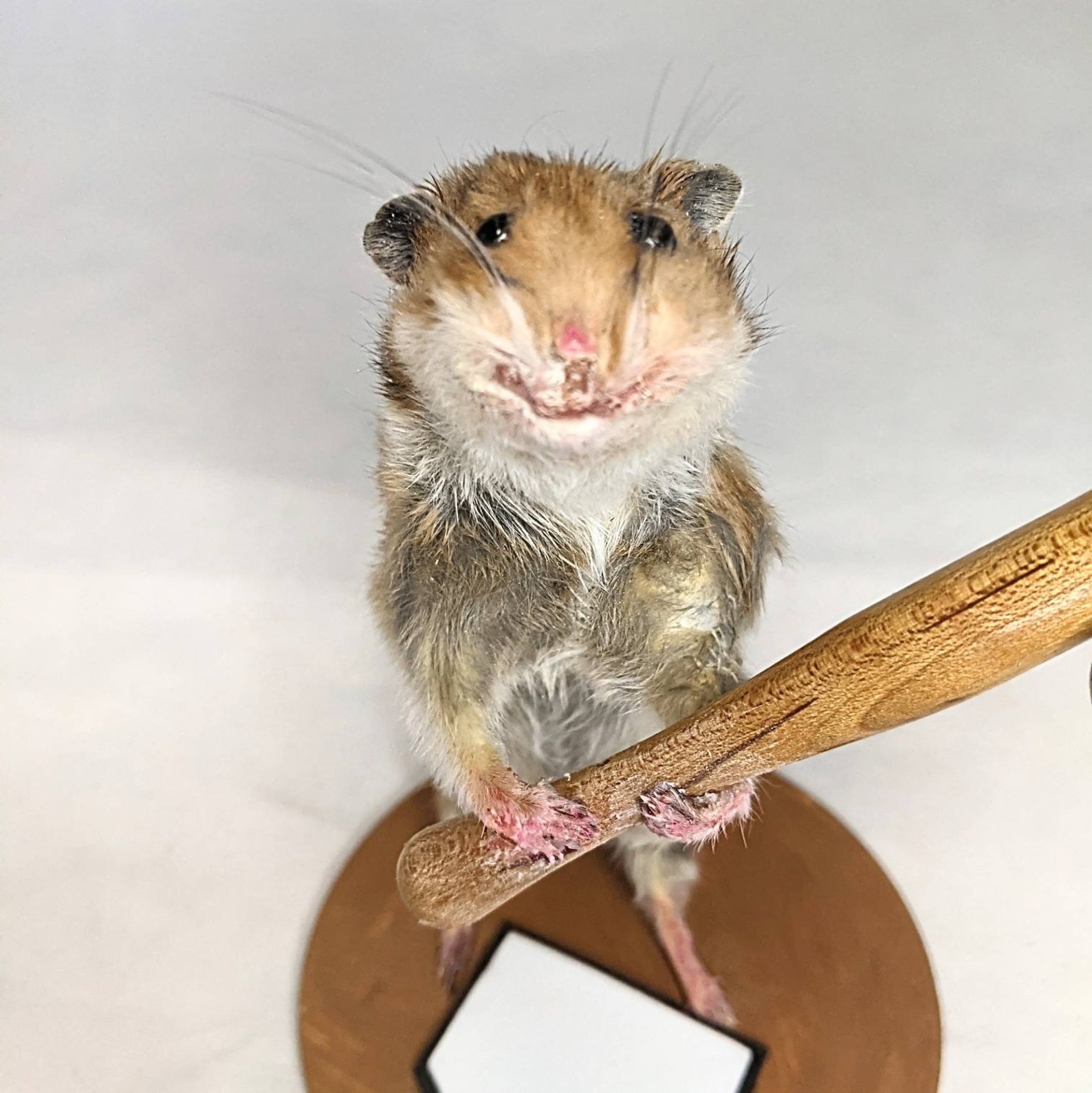 Taxidermy Hamster Playing Baseball. Happy Hamster Standing at Etsy