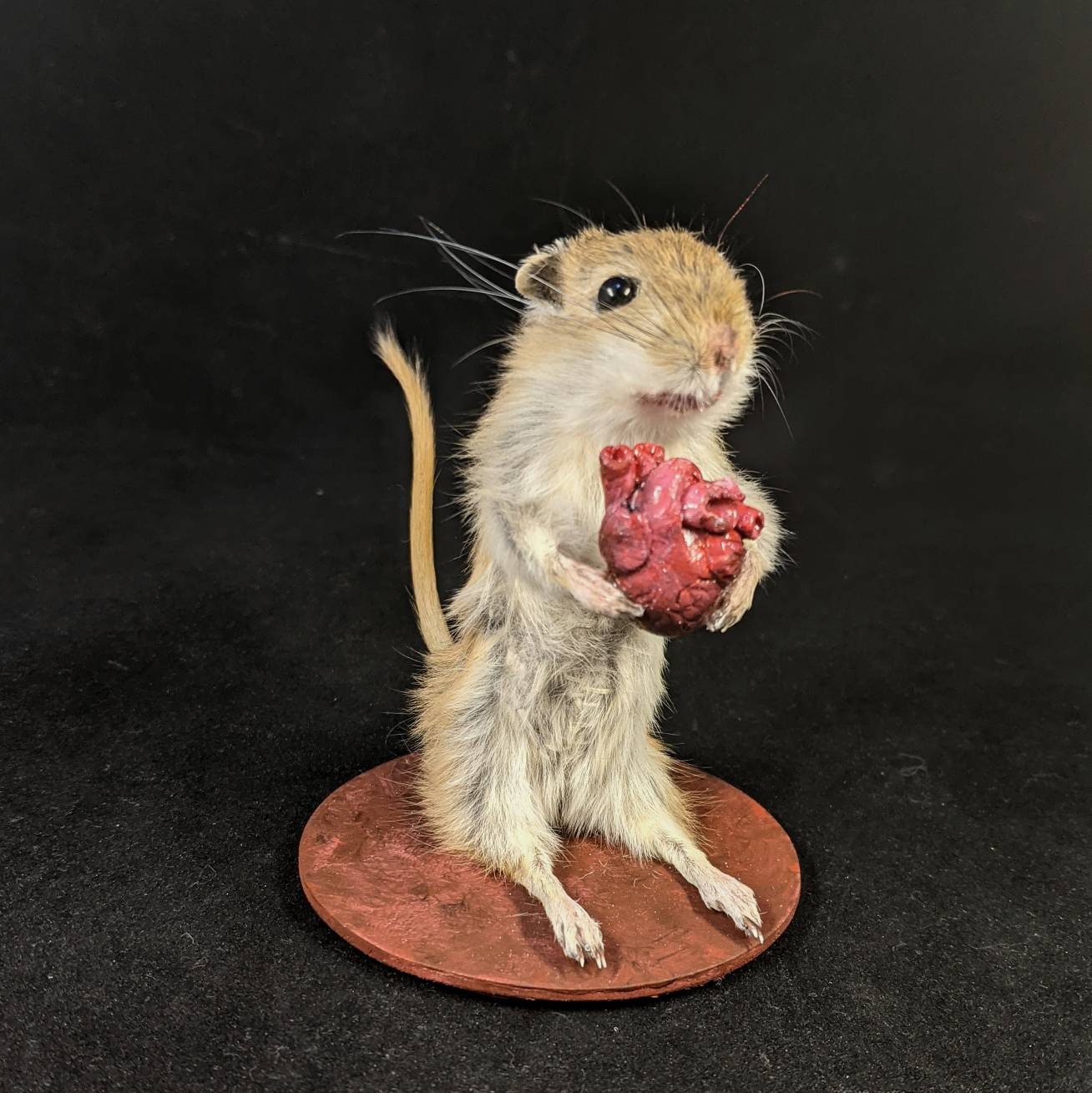 Taxidermy Gerbil Cute Standing Gerbil Holding Anatomical Etsy 日本