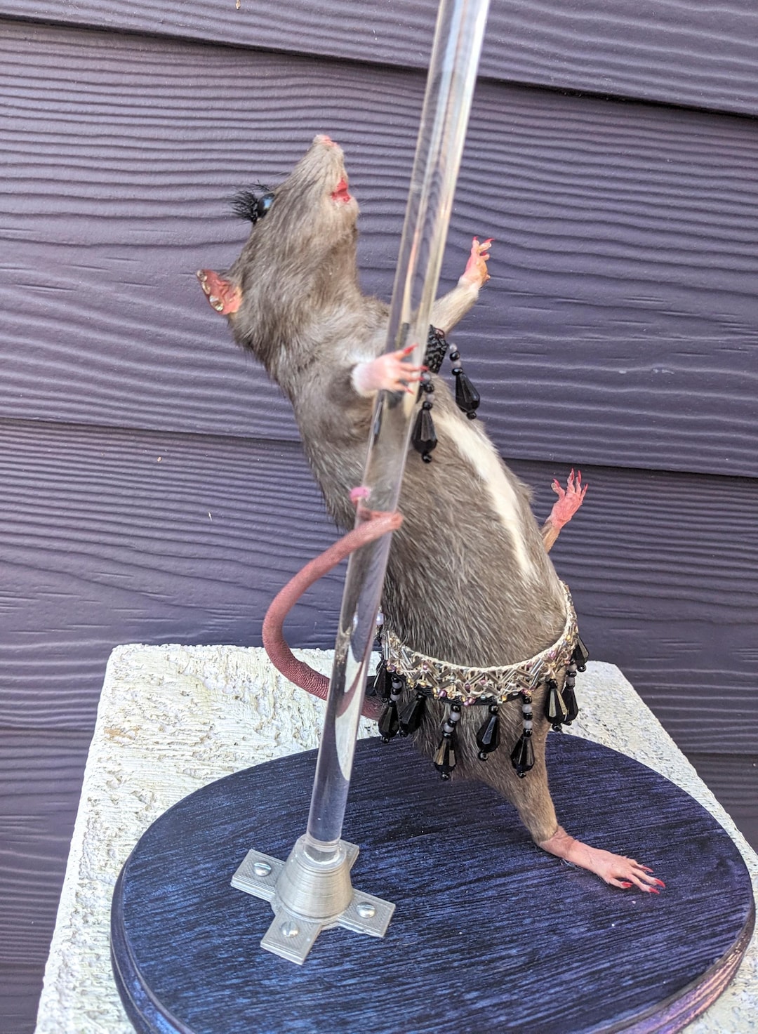 Taxidermy Rat Stripper Rat Shows Her Stuff on the Pole Glamorous Exotic ...