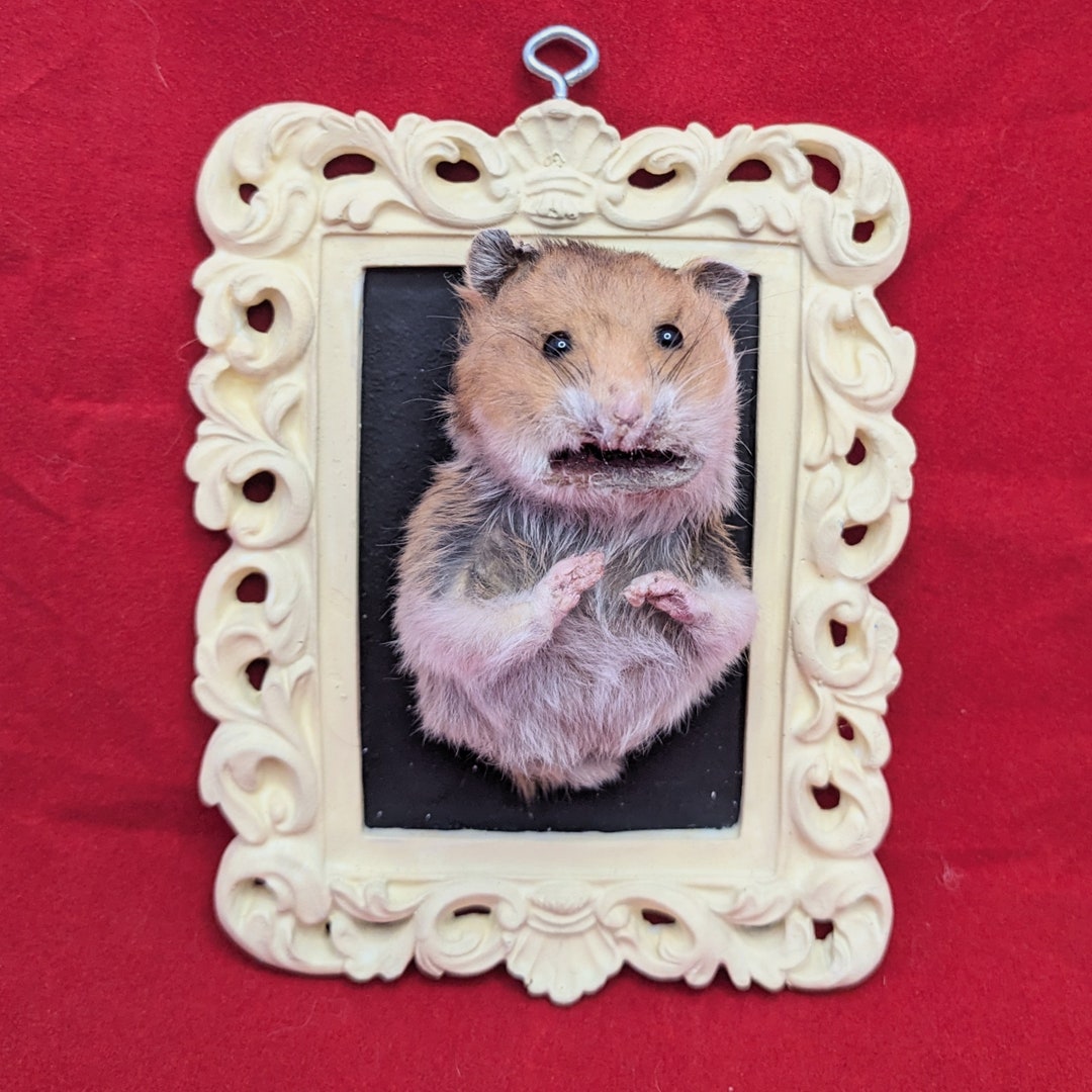 Taxidermy Hamster Scared Hamster Meme Funny Oddities Taxidermy Art Half