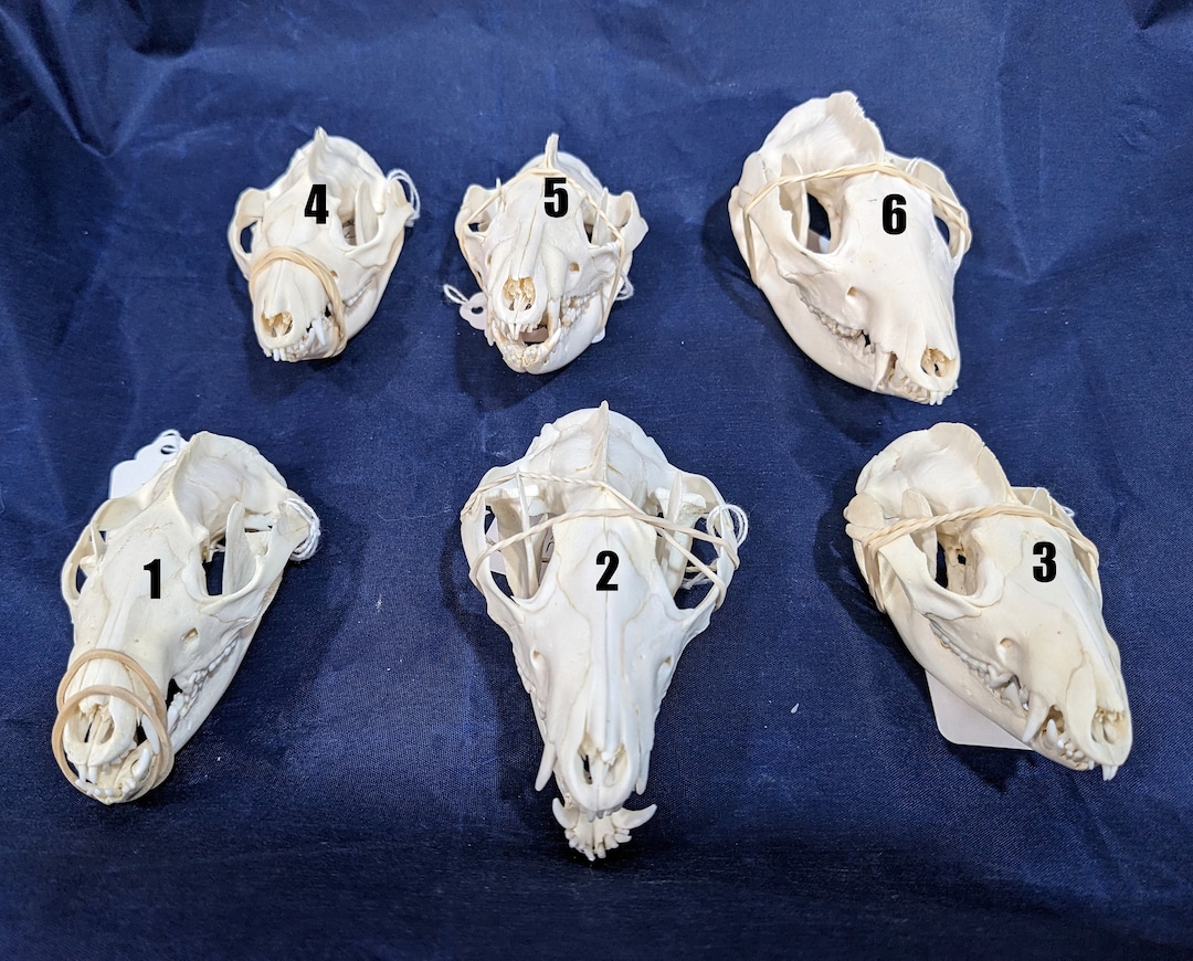 Opossum Skulls Available Real Possum Skulls Sold by Quality You Choose