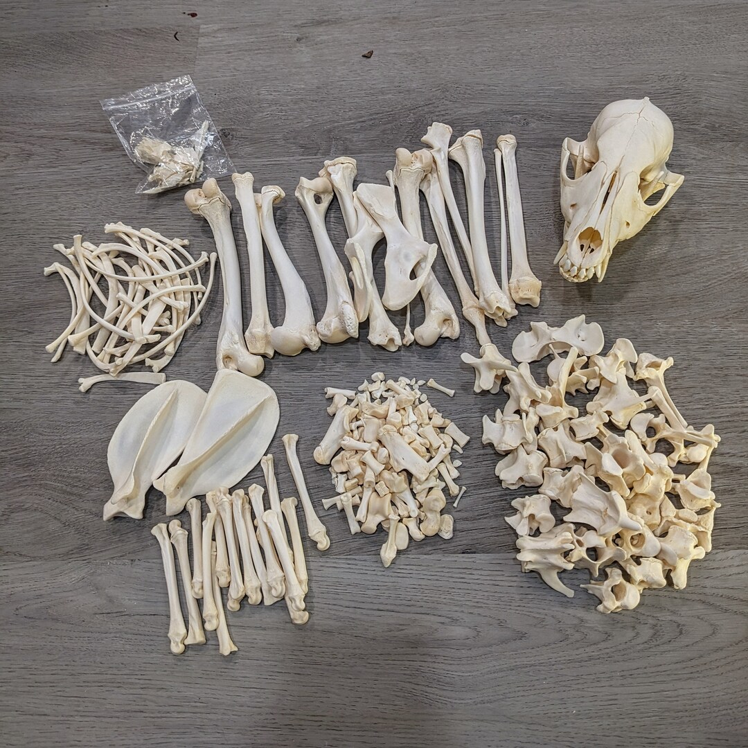 Juvenile Coyote Skeleton Complete except Claws Bone Set From - Etsy