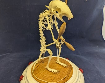 Articulated Squirrel Skeleton Juggling Circus Sideshow Performer In Removable Glass Dome Freakshow Taxidermy Full Animal Articulation