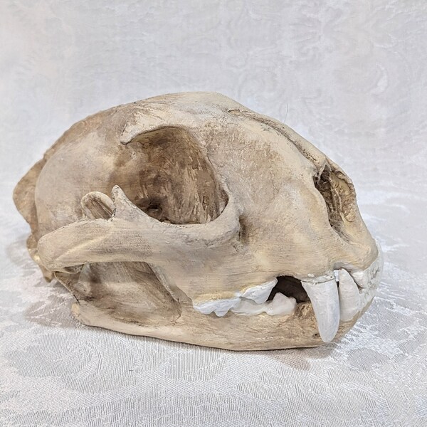 3D Printed Replica Mountain Lion Skull Painted Replica Realistic Legal Skull Ethical Taxidermy Oddities Cruelty-free