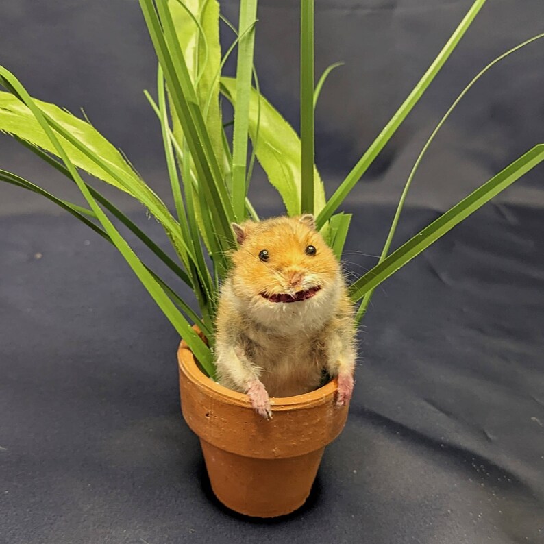 Taxidermy Hamster in Small Plant Real Hamster Taxidermy Etsy