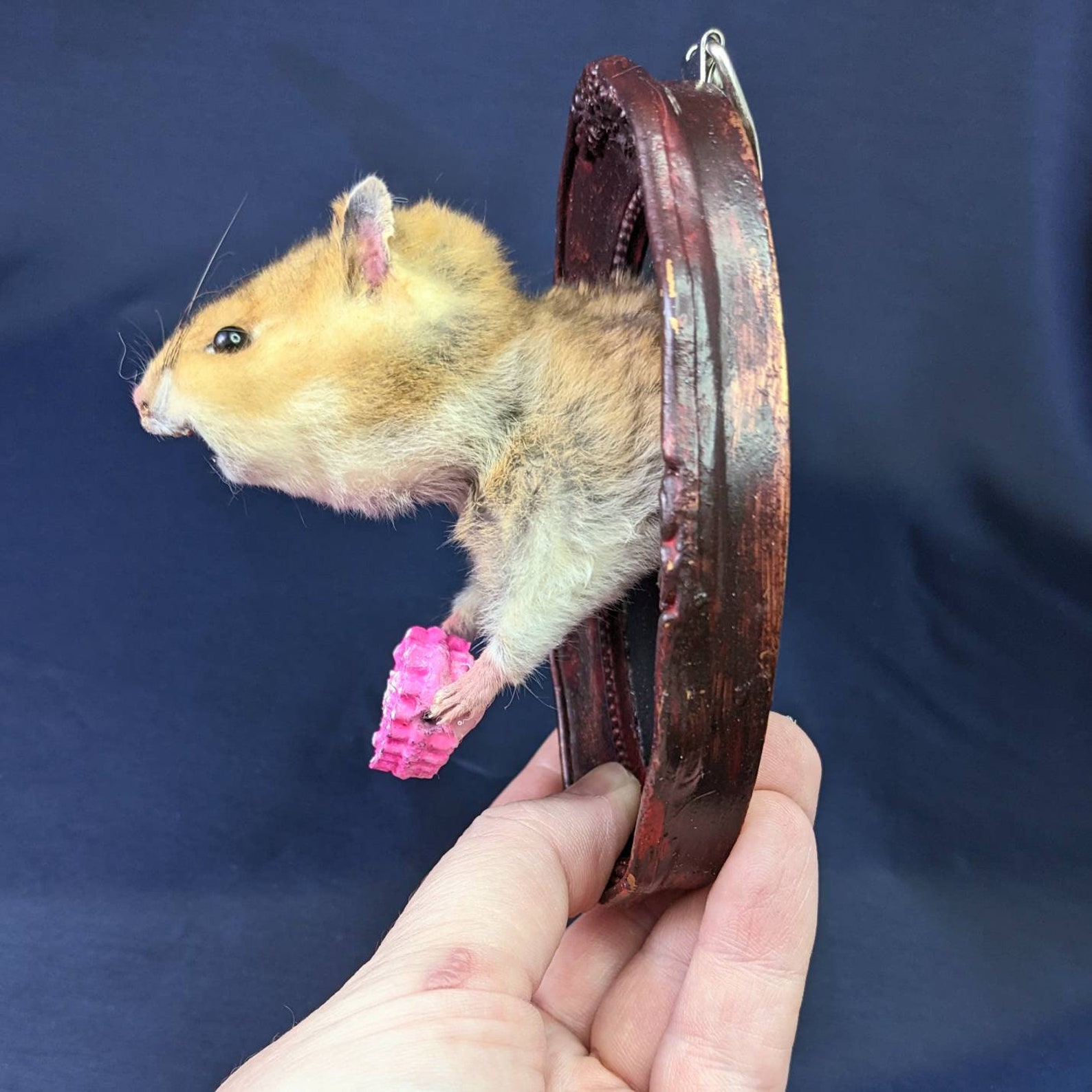 Hamster Taxidermy Small Wall Mounted Taxidermy Piece 3D Etsy