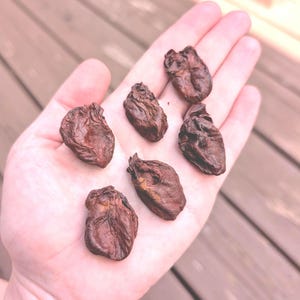 Animal Hearts Real Preserved Opossum Skunk Groundhog Woodchuck Dried Taxidermy Preserved Specimen Mummified Dried Authentic Hearts