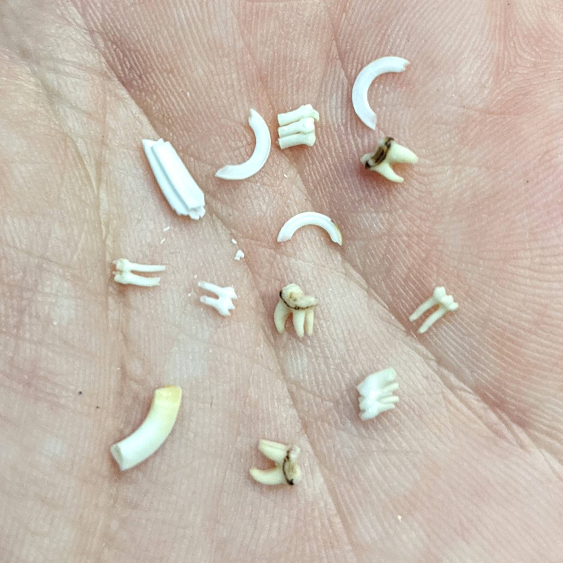Rodent Teeth Real Small Animal Teeth All Kinds Small or Large Hamster Mouse Rat TINY Miniature Teeth