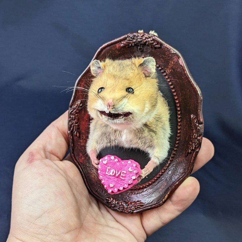 Hamster Taxidermy Small Wall Mounted Taxidermy Piece 3D Etsy
