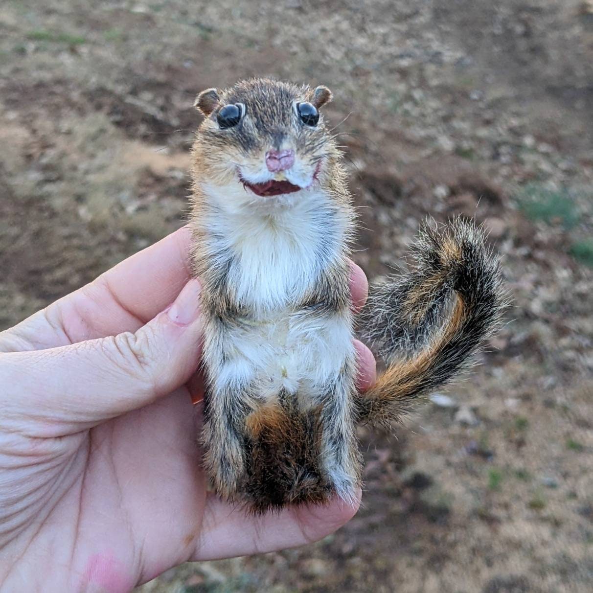 Taxidermy Magnets Cubeimals Bad Taxidermy Rodents To Live On Etsy 日本