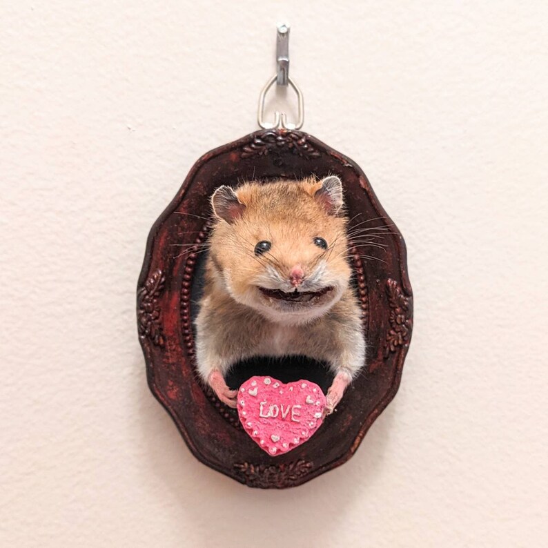 Hamster Taxidermy Small Wall Mounted Taxidermy Piece 3D Etsy