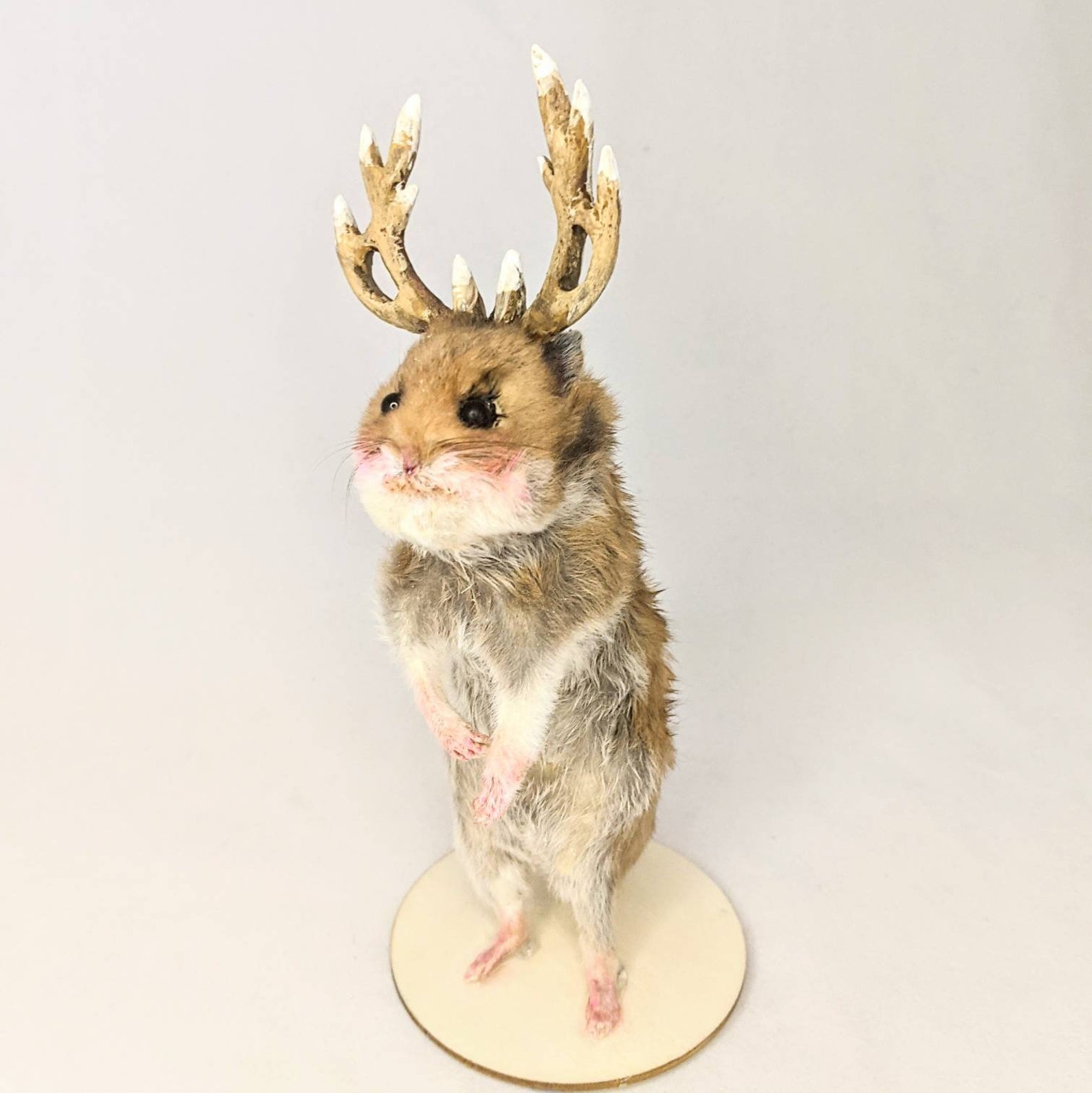 Taxidermy Hamster With Antlers Cryptozoology Creature Etsy