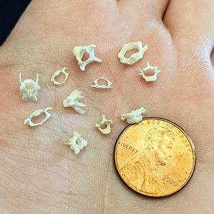 May include: A collection of small, white, bone-like objects, possibly vertebrae, arranged on a hand. A US penny coin is included for scale.