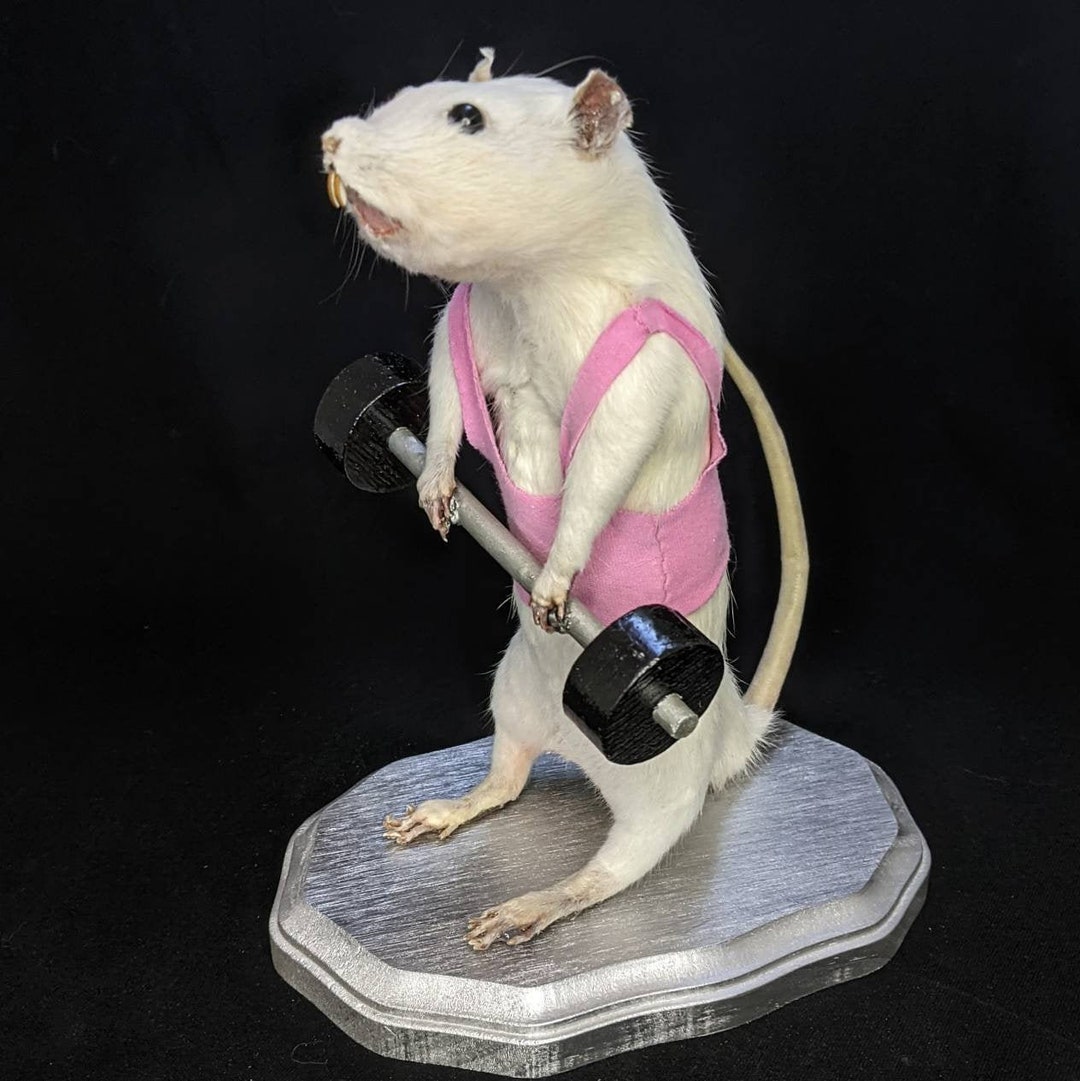 prieel voorkant Interessant Taxidermy Weightlifter Mouse Rat Gerbil Hamster - Etsy België