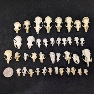 May include: A collection of 40 small white animal skulls, likely from rodents, arranged in rows on a black surface. The skulls are in various sizes and shapes, with some showing signs of wear and tear.