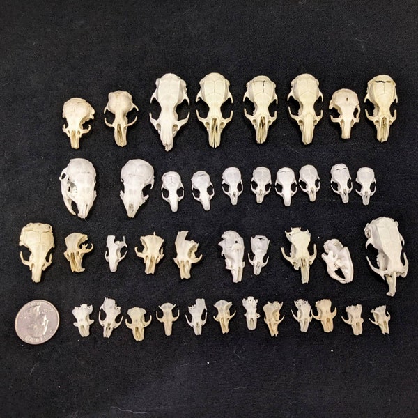 Tiny Skull - Taxidermy Bones Rodent Skulls Cleaned & Whitened Mouse Skulls Rat Skulls Skulls Hamster Skulls Oddities READ DESCRIPTION