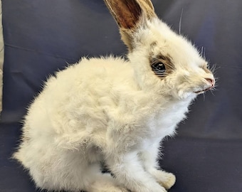 Cute Standing Rabbit - Etsy