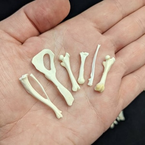 May include: A collection of small, white animal bones, likely from a small mammal, arranged on a person's palm.