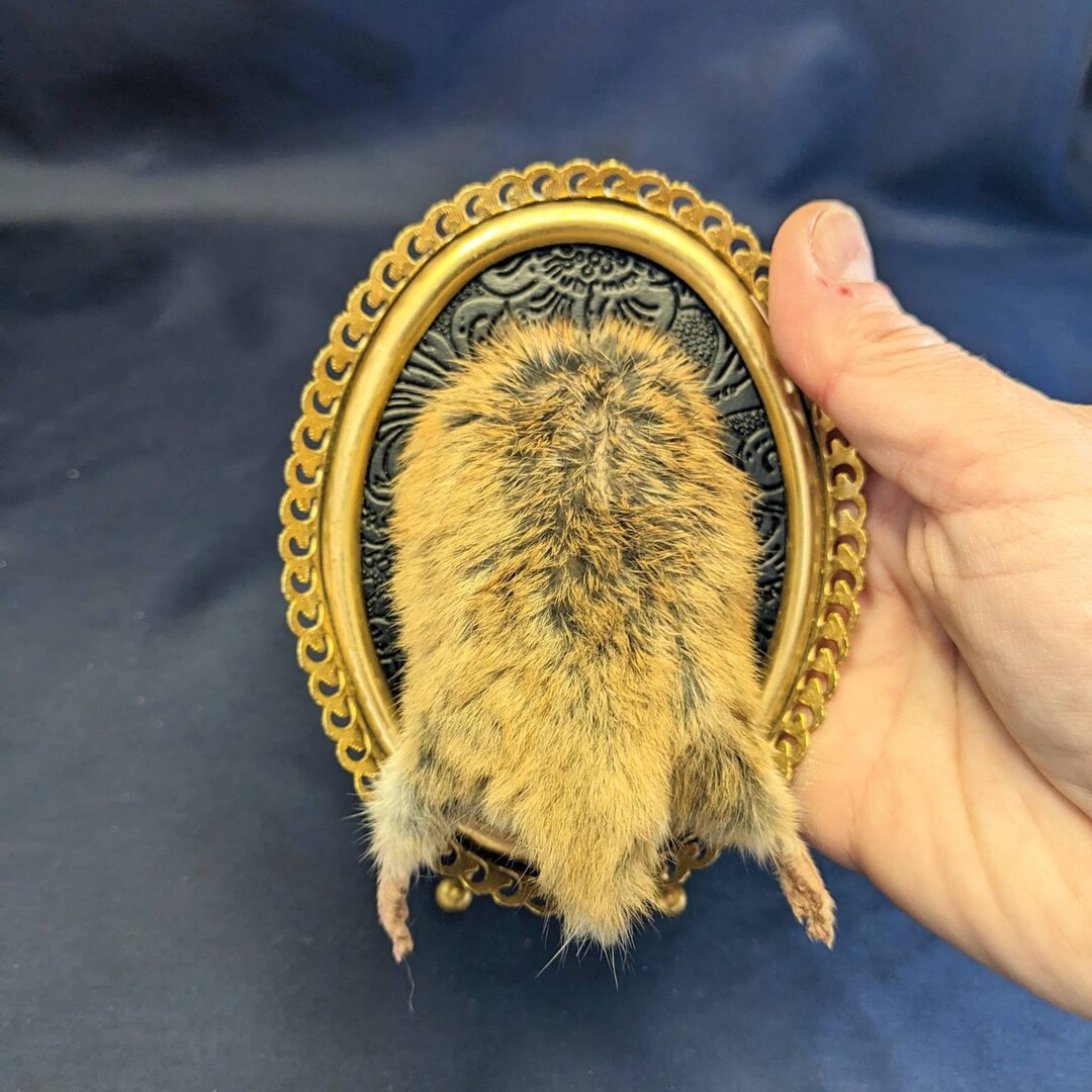 Taxidermy Hamster Butt Mount Real Taxidermy Hamster Rear End Etsy