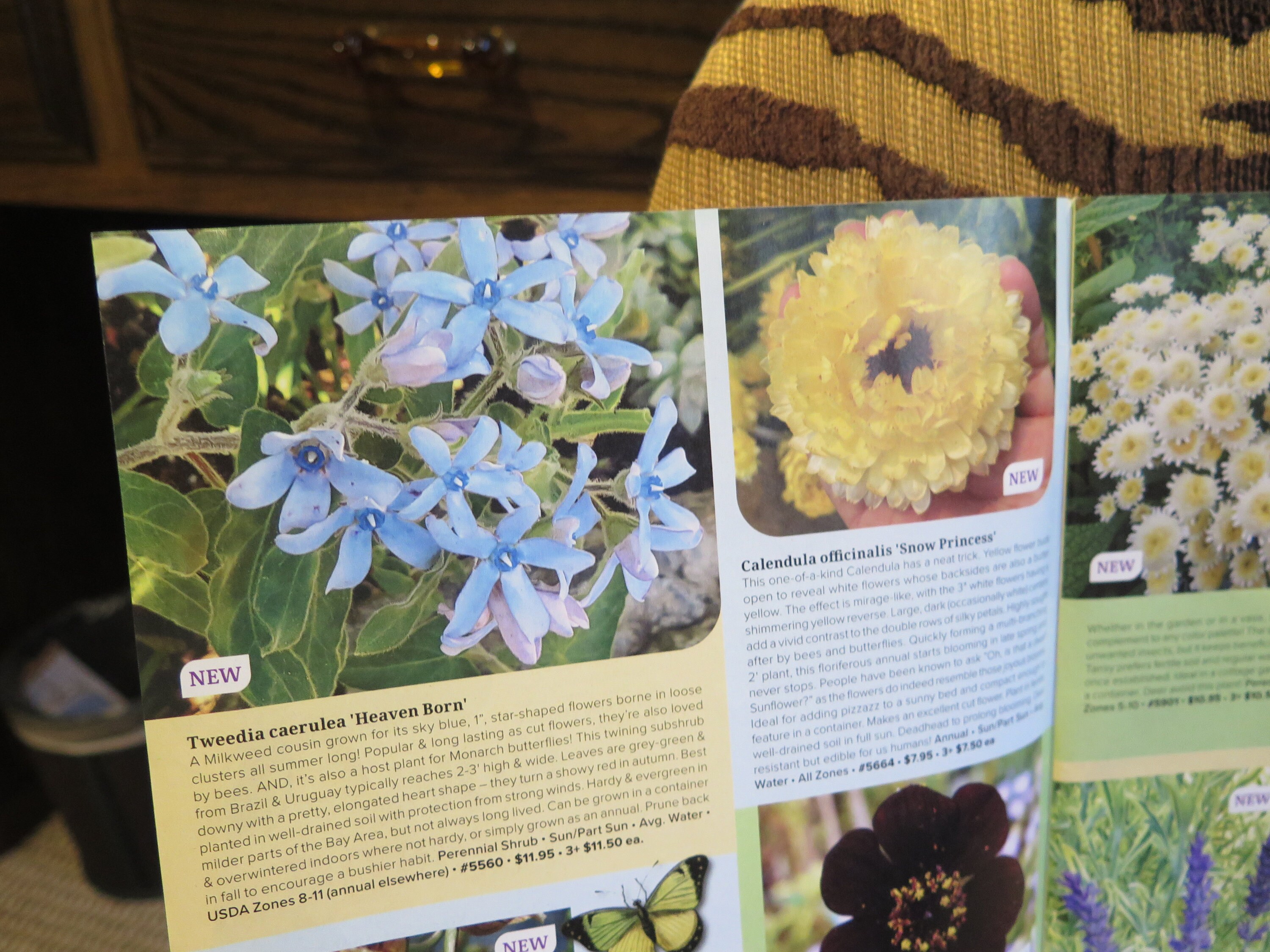 Flowers Annuals & Perennials Annies Summer 2024 Catalog Natives Drought