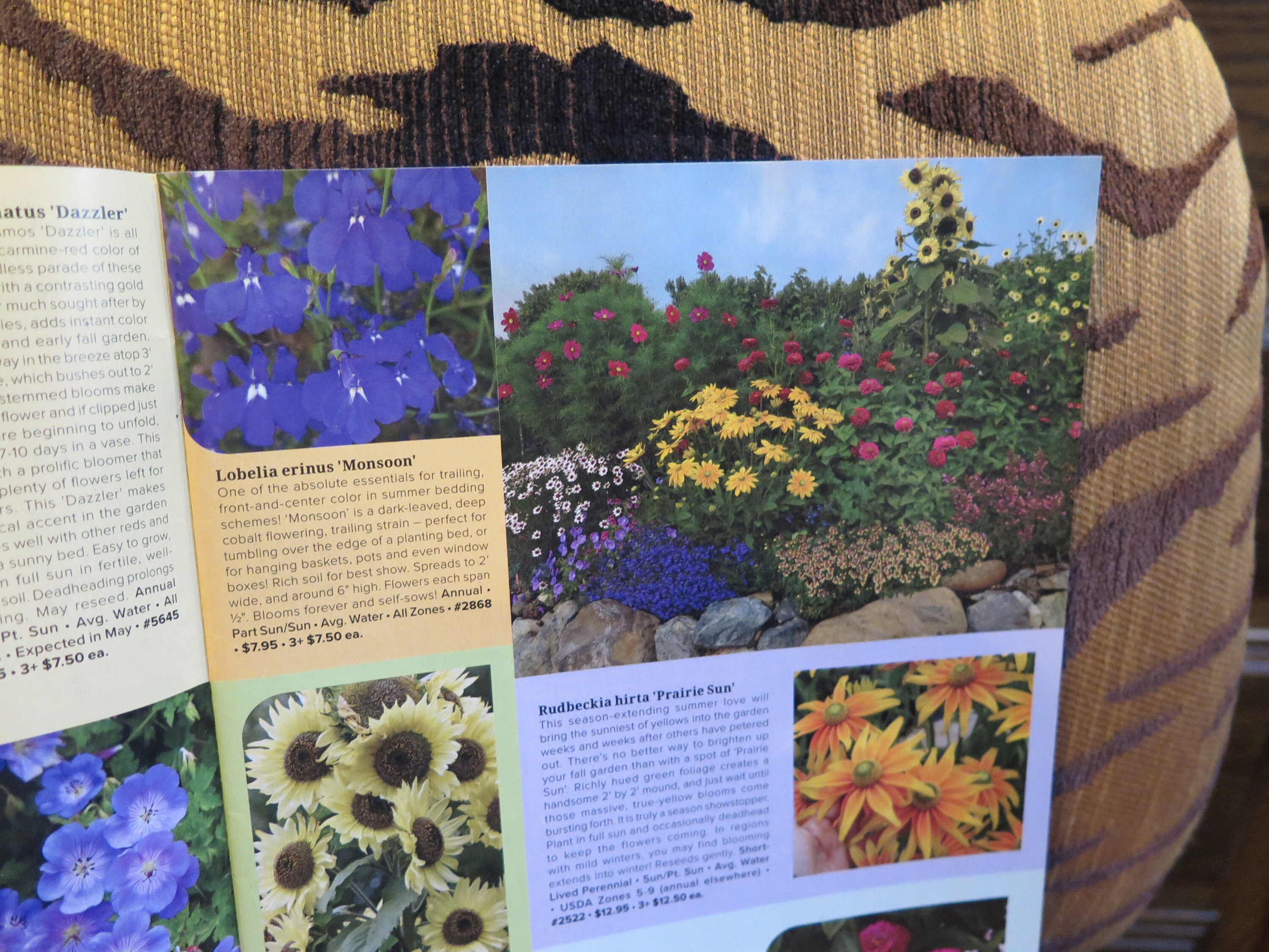 Flowers Annuals & Perennials Annies Summer 2024 Catalog Natives Drought