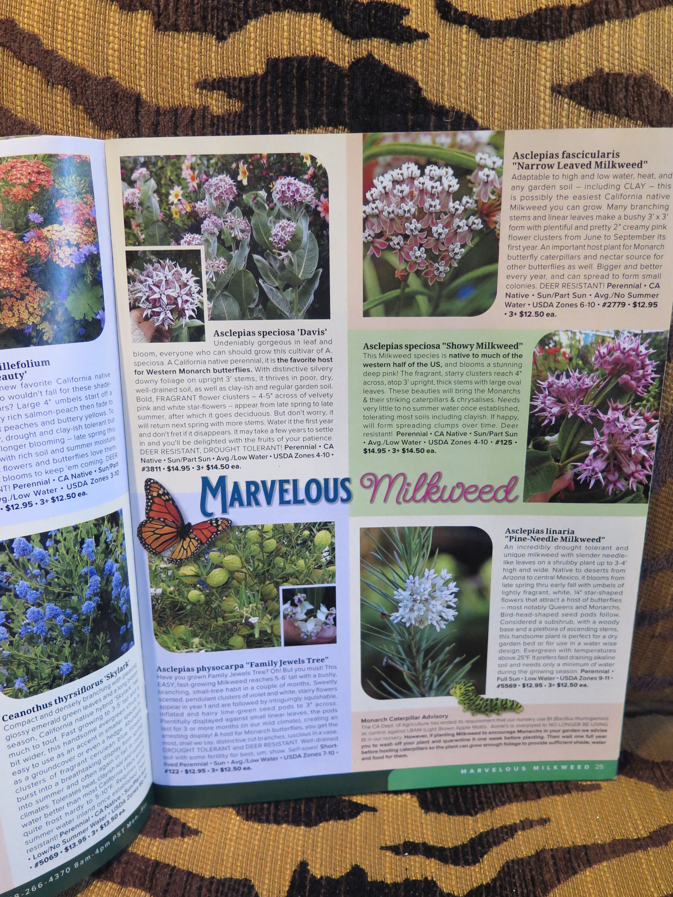 Flowers Annuals & Perennials Annies Summer 2024 Catalog Natives Drought