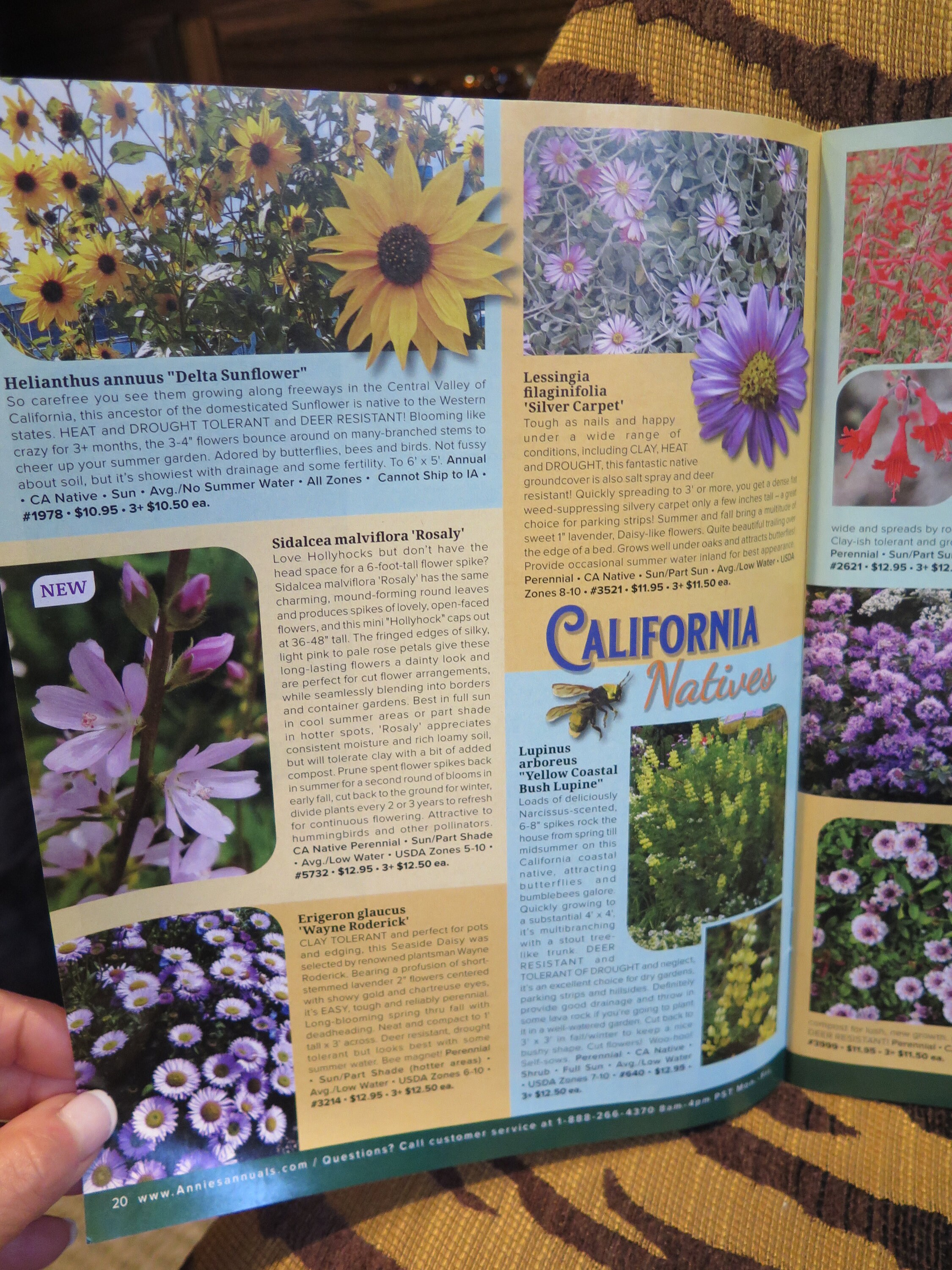 Flowers Annuals & Perennials Annies Summer 2024 Catalog Natives Drought
