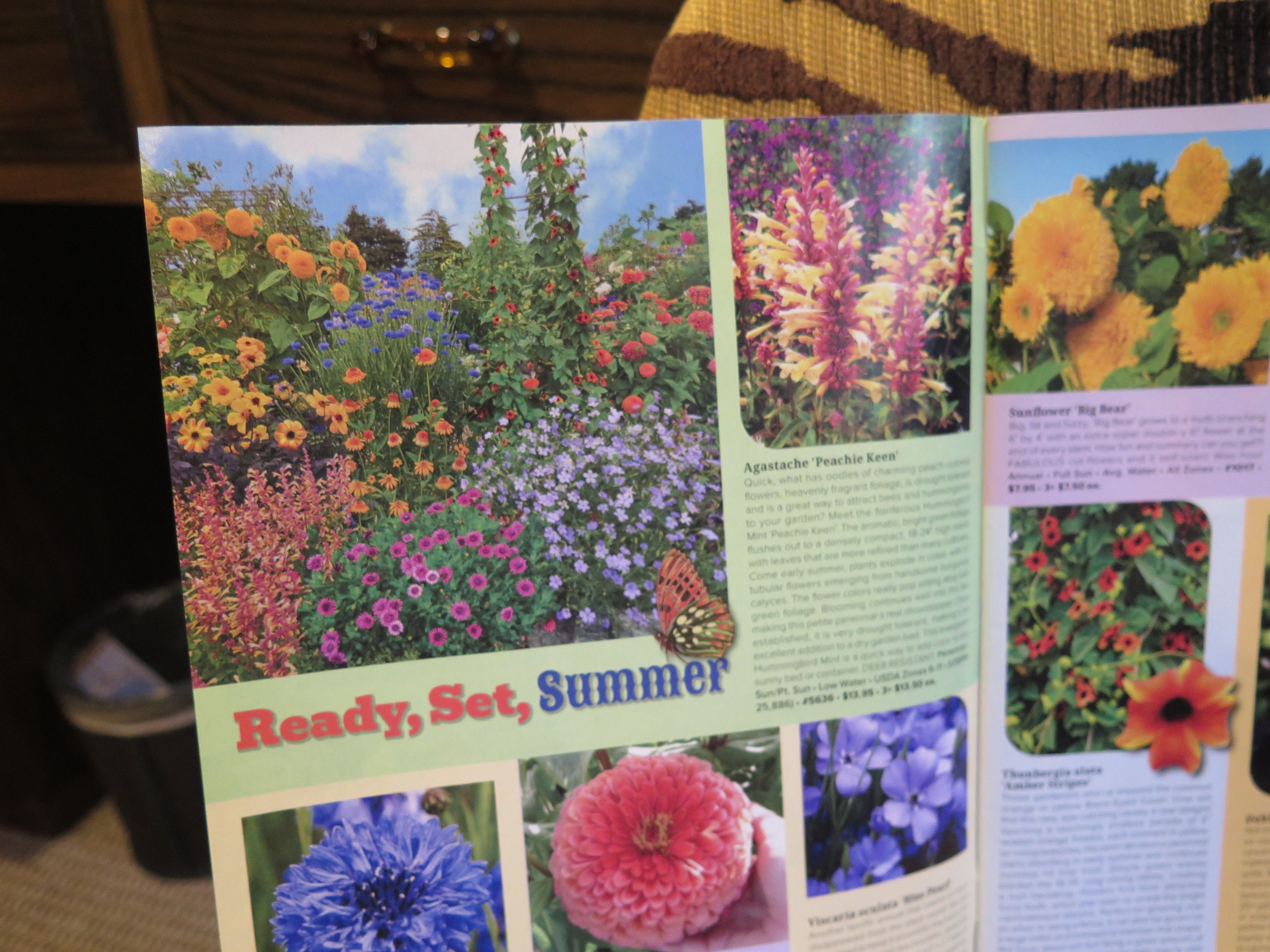 Flowers Annuals & Perennials Annies Summer 2024 Catalog Natives Drought