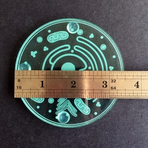 Cell Coaster: Eukaryote with accurate parts & organelles Customize your gift for teachers, biologists, students laser-cut acrylic image 9