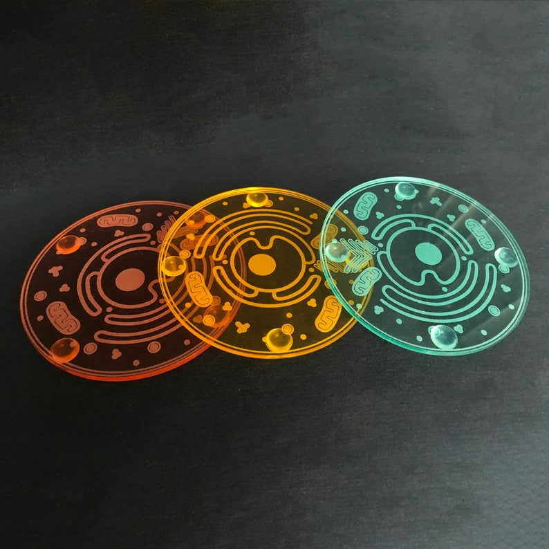 Cell Coaster: Eukaryote with accurate parts & organelles Customize your gift for teachers, biologists, students laser-cut acrylic image 6