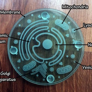 Cell Coaster: Eukaryote with accurate parts & organelles Customize your gift for teachers, biologists, students laser-cut acrylic image 2