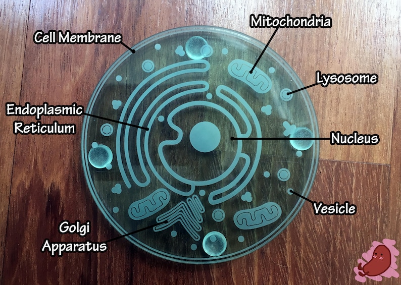 Cell Coaster: Eukaryote with accurate parts & organelles Customize your gift for teachers, biologists, students laser-cut acrylic image 2