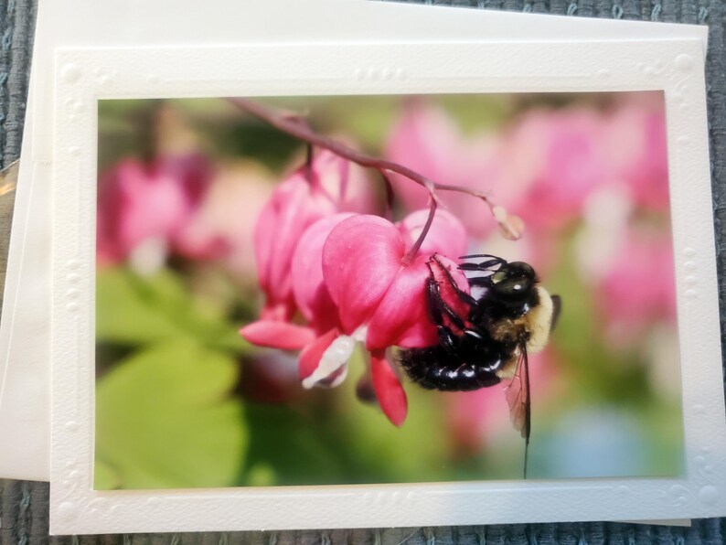 Handmade Bee Photography Greeting Cards, Embossed Border, Blank Inside ...