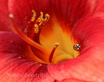 Red Lily with Ladybug, Nature Print
