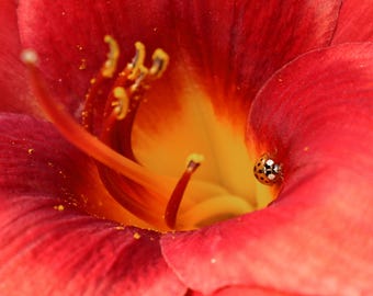 Stampa naturalistica, fotografia originale di una coccinella su un giglio.