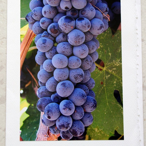 Grapes on the Vine Blank Photo Greeting Card - All Occasion - Winery - Wine - Grapes - Photography