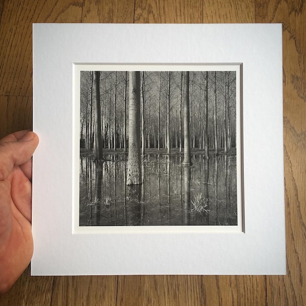 Fine art black and white photography. Poplar Grove Study 1, 2014. Handmade barium silver print. Darkroom photo. Limited edition.