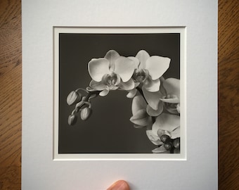 Orchid. Handmade barium silver print. Darkroom photography. Limited edition. Fine art photography.