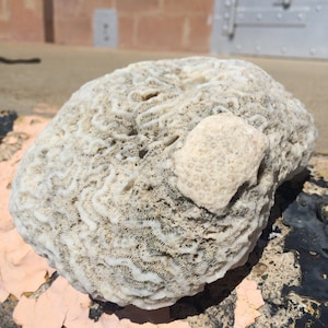 Könnte beinhalten: Eine weiße Koralle mit einer strukturierten Oberfläche. Die Koralle hat ein kleineres, rundes Stück Koralle, das daran befestigt ist.