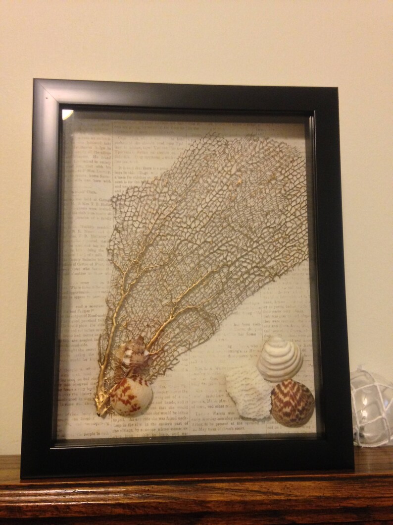 Framed Sea Fan Sea Fan Decor Coastal Decor Coastal Gifts Etsy