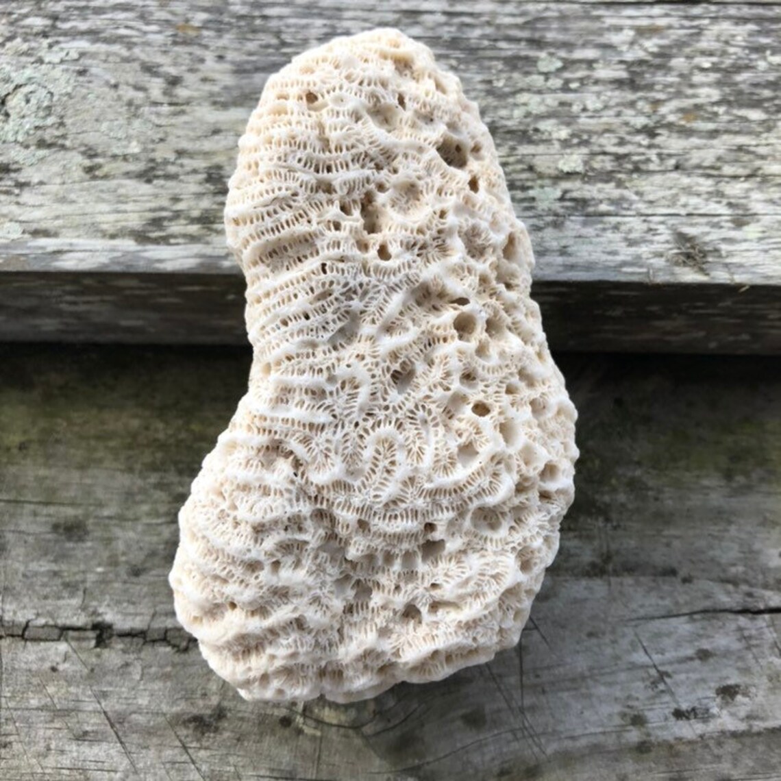Brain Coral Fossil Collecting Natural White Coral Fossils Etsy