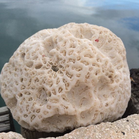 Seltene Korallen Fossil Weisse Koralle Fossil Fossil Vase Etsy