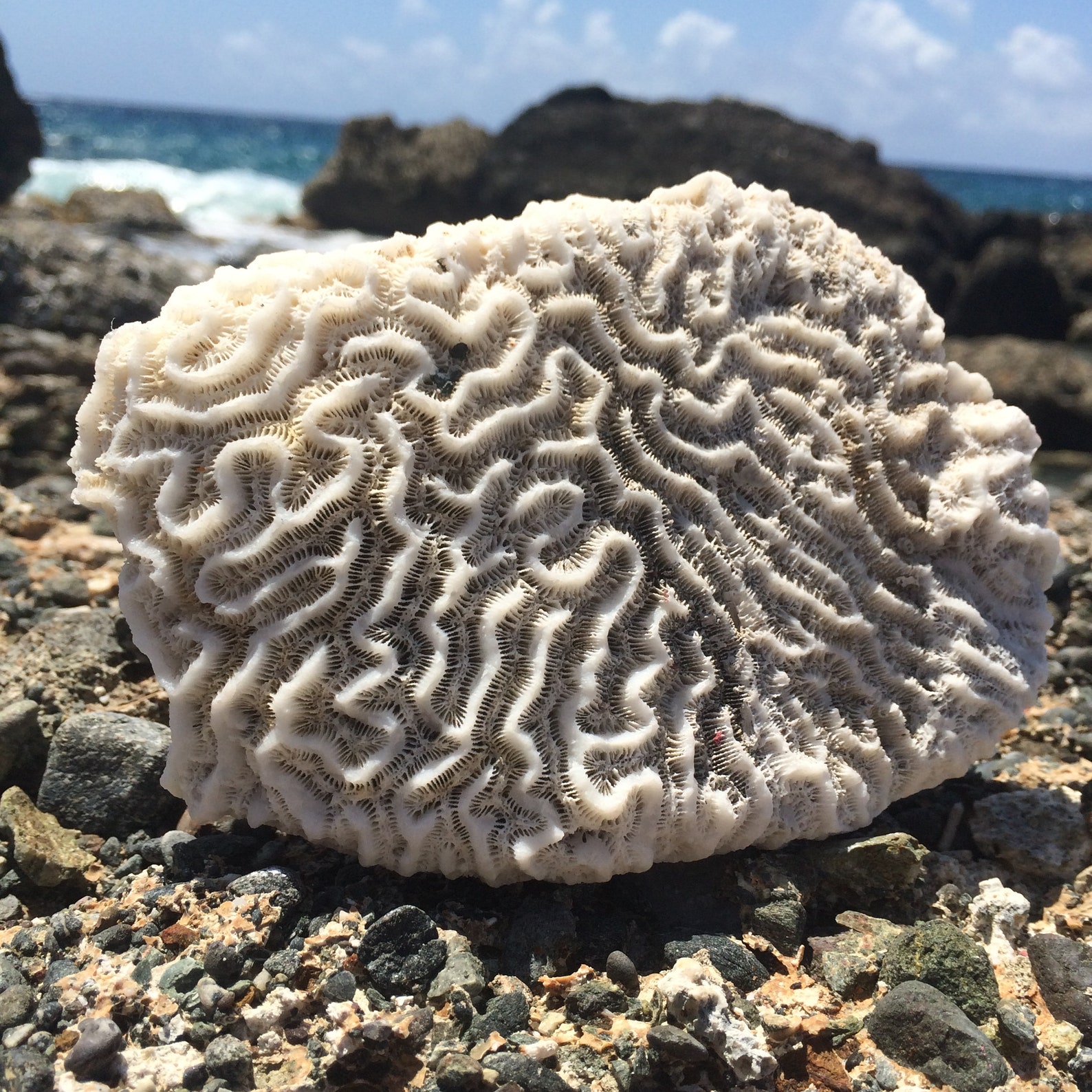 Brain Coral Fossil Collecting Natural White Coral Fossils Etsy