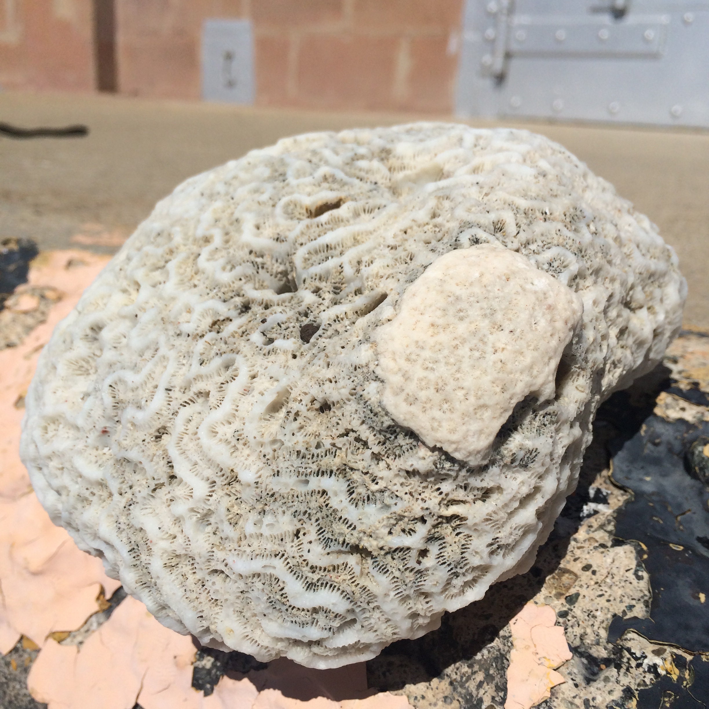 Brain Coral Fossil Collecting Natural White Coral Fossils Etsy UK
