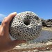 Beach Decor, Centerpiece, Fossil Coral, Natural Gray Coral Fossils, Fossil, Destination Wedding, Coastal Decor, Aquariums, Fish Tank Decor 